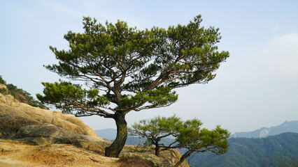 Strong and free-spirited trees, pine trees, and Korean pine trees, along with rocks, are living an...