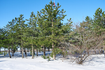 Beautiful tree in winter landscape in snowfall