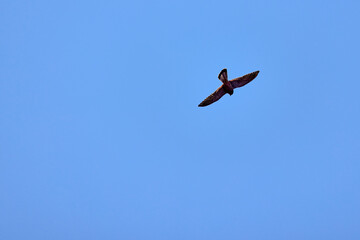 an Accipiter gentilis flying in the blue sky