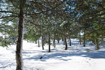 Beautiful tree in winter landscape in snowfall