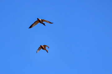 pair of wild ducks flying in the blue sky