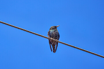 (Sturnus vulgaris) sits on a stream with blue sky in the background