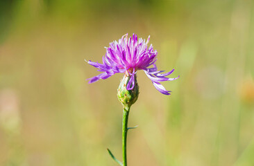 Close look at the  bud of the cornflower on a blurred background.