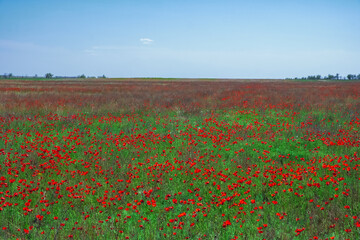 Beautiful red poppies field in spring time. Blooming poppy flowers field in Kazakhstan steppe. Travel, tourism in Kazakhstan concept.