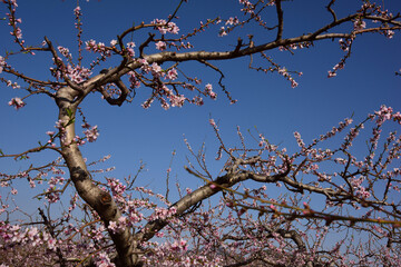 Spring Peach Blossoms