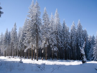 a pine forest covered in snow