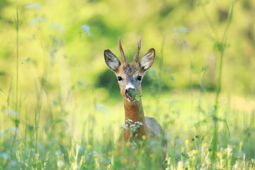 Naklejka na ściany i meble Roe deer, young male, feeding on the meadow, in early sunny morning