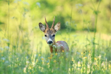 Roe deer, young male, feeding on the meadow, in early sunny morning