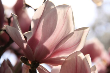 beautiful pink magnolia blossoms on a branch