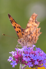 Comma butterfly - Polygonia c-album - resting on Verbena bonariensis