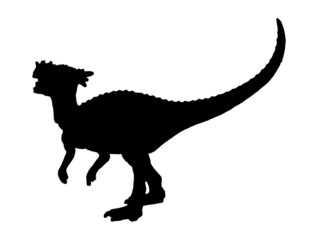 Dracorex   , dinosaur on isolated background .