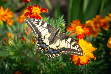 Butterfly on a green branch of a flower.
