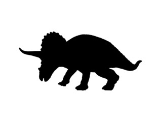 Triceratops  , dinosaur on isolated background .