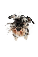 portrait of a very  fluffy dog from very close, funny miniature schnauzer 