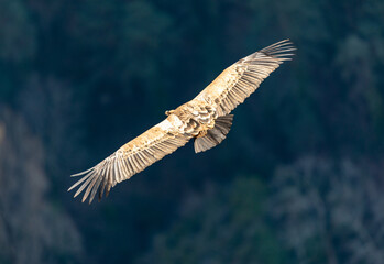 Fototapeta premium Griffon vulture in flight