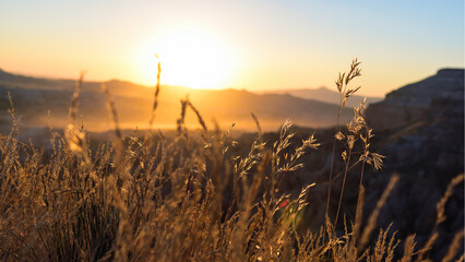 Close up dry wheat on sunset.