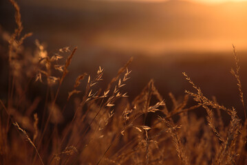Fototapeta premium Close up dry wheat grass on sunset.