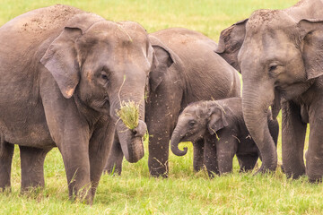 An asian elephant family feeding in Yala National Park, Sri Lanka - obrazy, fototapety, plakaty