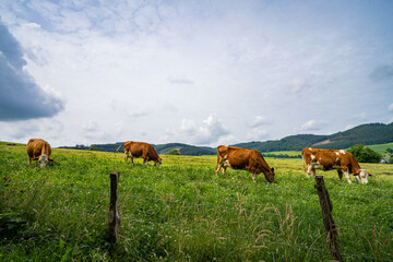 Kühe Cows in Wenholthausen Eslohe