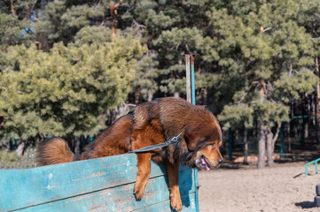 The big red dog breaks the barrier. Tibetan Mastiff jumping over a wooden fence. Dog training for agility and endurance. Outside. Daytime. No people. Part of the series