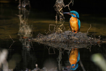Eisvogel mit Spiegelung im Wasser. Der fliegende Edelstein.