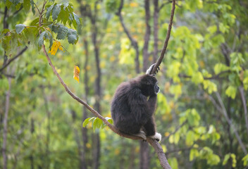 Des grands singes, des gibbons à mains blanches évoluant dans les arbres avec des poses typiques et des sauts