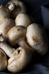 fresh, delicious and healthy mushrooms on dark cloth and black background