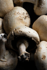 fresh, delicious and healthy mushrooms on dark cloth and black background