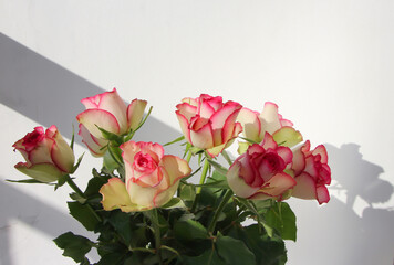 bouquet of pink roses on a white background, studio shoot