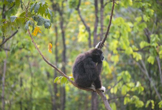Des grands singes, des gibbons &agrave; mains blanches &eacute;voluant dans les arbres avec des poses typiques et des sauts