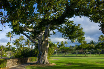 trees of parks on sunny days