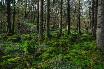Fototapeta na wymiar Lush forest floor
