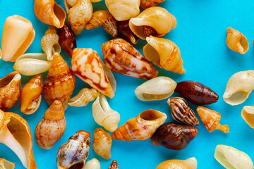 Flat Lay wallpaper background image of coastal seashells on a blue background