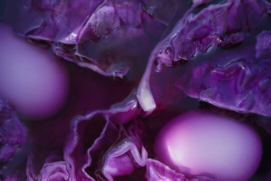 Process of painting Easter eggs with natural dye of red cabbage juice. Easter still life, chicken eggs in red cabbage juice
