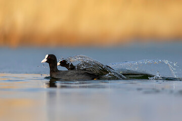 Lake and birds. Eurasian Coot. Nature background. Bird: Eurasian Coot (Fulica atra).
