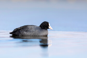 Lake and birds. Eurasian Coot. Nature background. Bird: Eurasian Coot (Fulica atra).