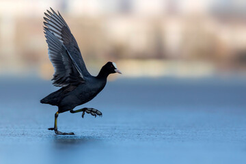 Lake and birds. Eurasian Coot. Nature background. Bird: Eurasian Coot (Fulica atra).