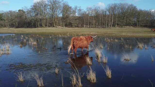 Auroch walking in lake Wasmeer in Hilversum and Laren, the Netherlands