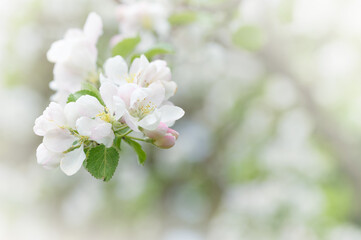 Apple blossoms in springtime against blurred bokeh background.