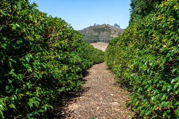 Fototapeta na wymiar Rows of coffee plantations. Brazil