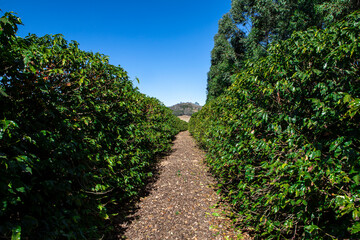 Fototapeta na wymiar Rows of coffee plantations. Brazil