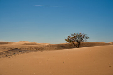 Tree and Sand Dunes in Little Sahara State Park in Waynoka, USA