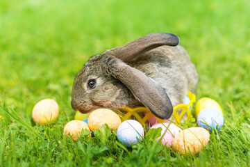 Happy Easter card. small rabbit, grey bunny and decorative colorful eggs on green grass. spring...