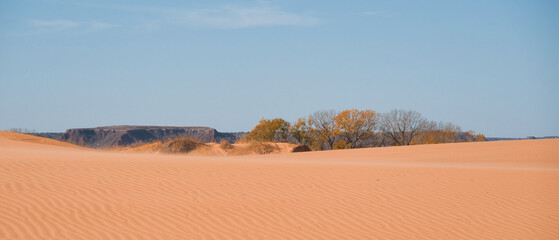 Trees and Sand Dunes in Little Sahara State Park in Waynoka, USA