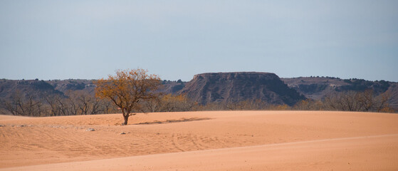 Trees and Sand Dunes in Little Sahara State Park in Waynoka, USA