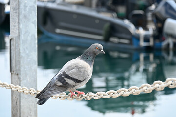 Columbidae is a bird family consisting of pigeons and doves. It is the only family in the order Columbiformes. These are stout-bodied birds with short necks and short slender bills that in some specie
