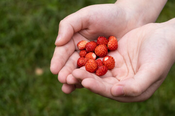 Wild strawberries in children's hands on a background of green grass. A handful of berries.