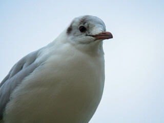 Close up of a seagull against the blue sky.