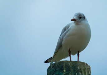 Close-up of a seagull against the blue sky perched on a wooden post.