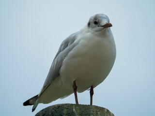 Close-up of a seagull against the blue sky perched on a wooden post.